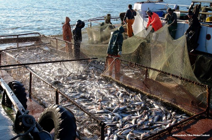 Neue Seelachs-Rekorde